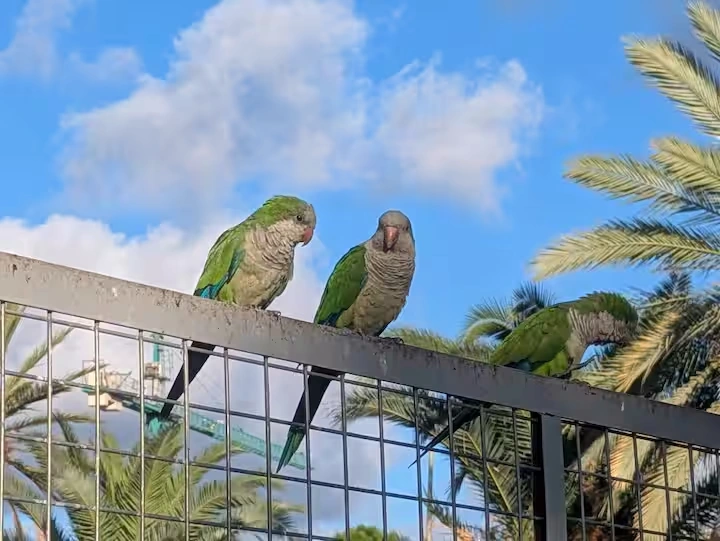 Parakeets pictured in the listing